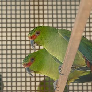 Slender-billed parakeet