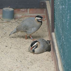 Arabian partridge