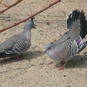 Crested pigeons courting