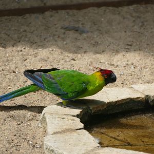 Horned parakeet
