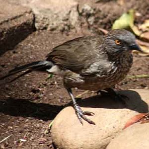 Arrow-Marked Babbler