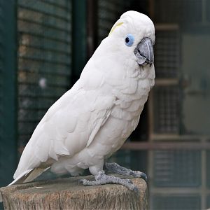 Blue-eyed cockatoo