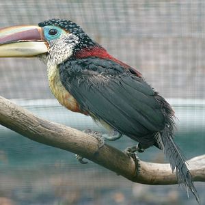 Curl-crested aracari
