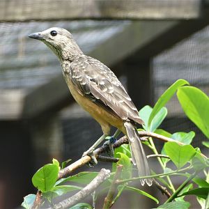 Fawn-breasted bowerbird