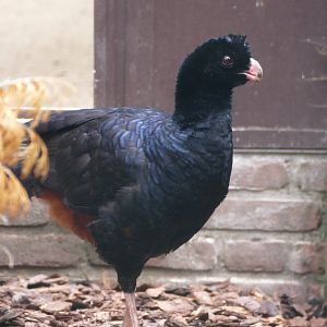 Crestless curassow