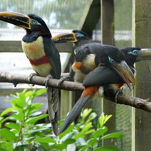 Chestnut-eared aracari family