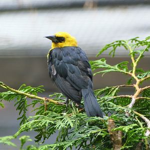 Yellow-hooded Blackbird