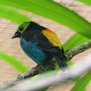 Paradise tanager