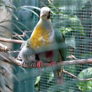 Yellow-breasted fruit-dove adult and juvenile