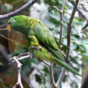Scaly-breasted lorikeet