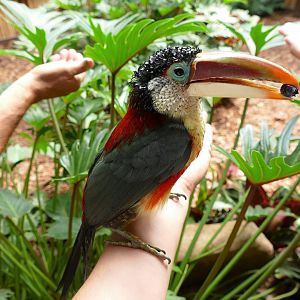 Curl-crested aracari eating berries from my hand!