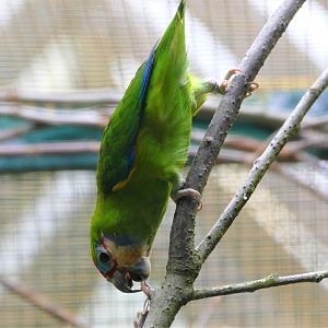 Double-eyed fig-parrot