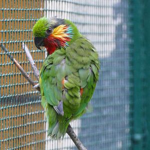 Edwards's fig parrot