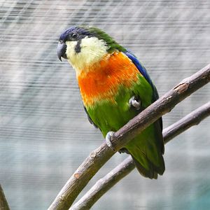 Blue-fronted fig-parrot