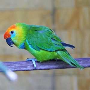 Large fig parrot