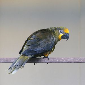 Brown lory