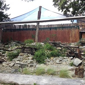 Pallas's cat exhibit