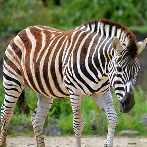 Plains Zebra