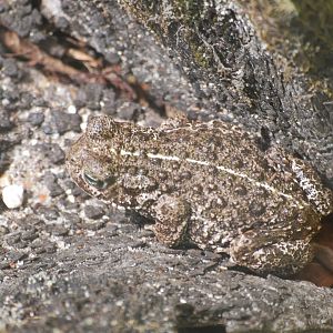 Natterjack toad