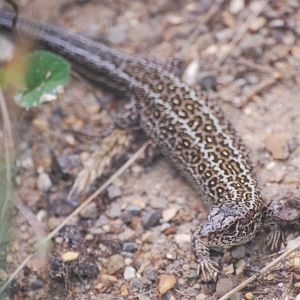 Western sand lizard