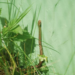 Northern adder juvenile