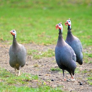 Helmeted Guinea Fowl