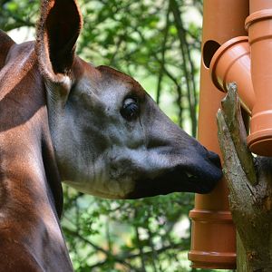 Okapi feeding