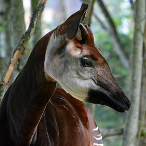Male Okapi