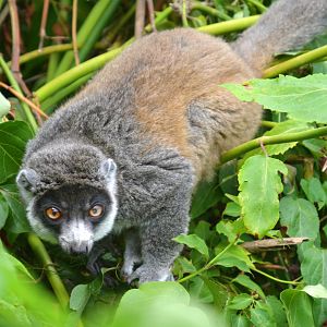 Mongoose Lemur female