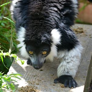 Black And White Ruffed Lemur