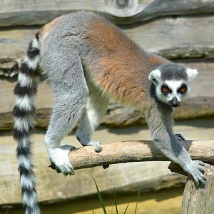 Ring Tailed Lemur