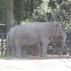 Asian elephants- Baby, 20.6.2017