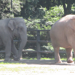 Asian elephants- Citta (left) and Baby (right), 20.6.2017