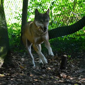 European Grey Wolf