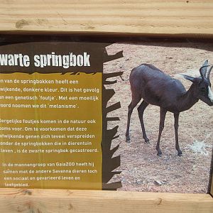 Black Springbok Sign