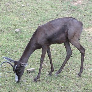 Black Springbok (very rare!)