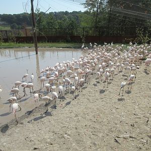 Greater Flamingo Aviary (New in 2019)