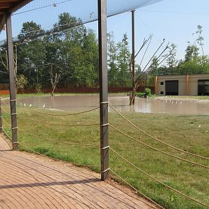 Greater Flamingo Aviary (New in 2019)