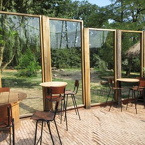 African Wild Dog Exhibit - via African Lodge area