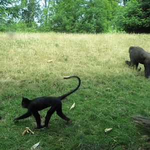 Lowland Gorilla/Black Crested Mangabey Exhibit