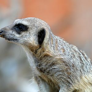 Meerkat