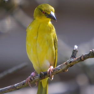 Female Villager Weaver