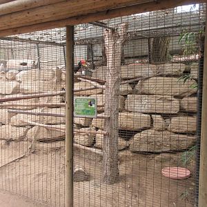 Tropical House - Rhinoceros Hornbill Exhibit