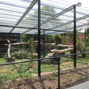 Sri Lankan Leopard Exhibit #1