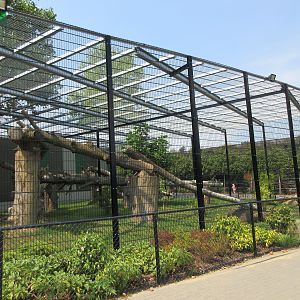 Sri Lankan Leopard Exhibit #2