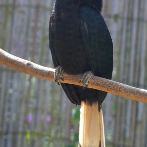 Visayan Tarictic hornbill