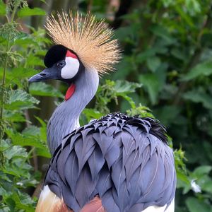 African Crowned Crane