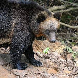 European Brown Bear