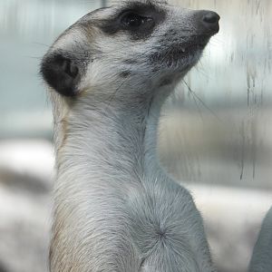 Meerkat