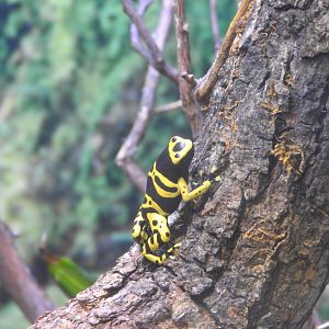 Orange & Black Poison Frog
